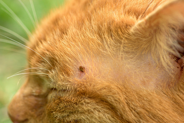Itching to Know? Feline Flea Facts