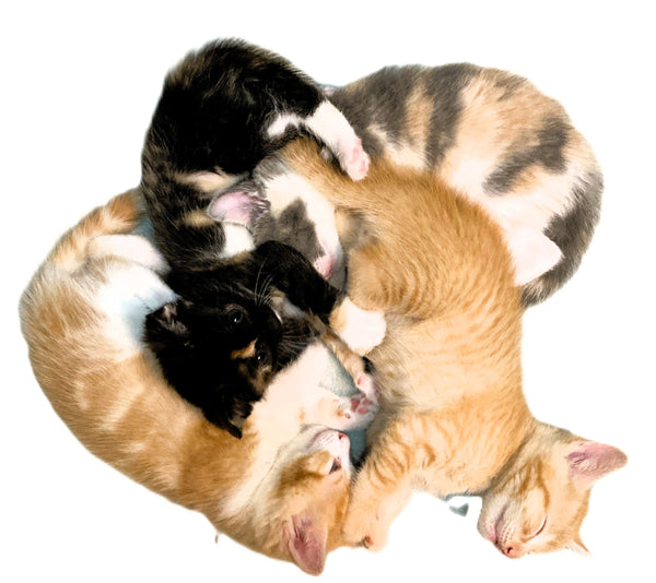 Feline Frisky? 10 Signs Your Cat Wants To Mate