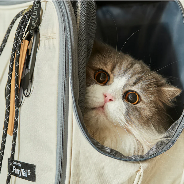FurryTail’s Feline Festive Cat Care Quiz: Should they stay or should they go?