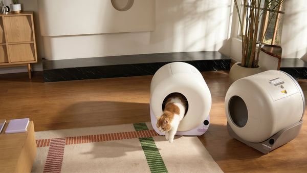 The Complete Guide to Litter Box Hygiene (and Why Your Setup Matter）