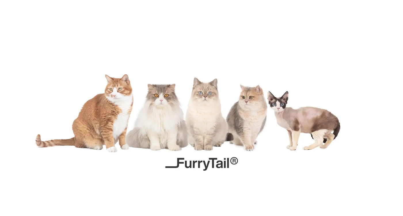 What’s your Cat’s Cattitude?