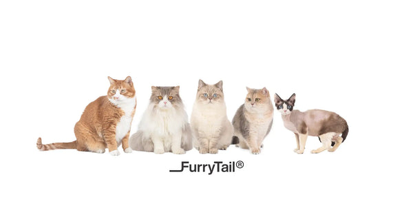 What’s your Cat’s Cattitude?