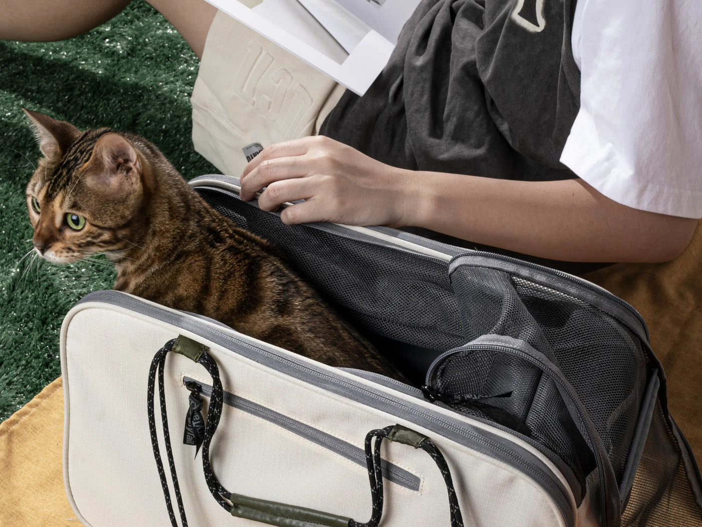 From Fear to Feline Fine: Navigating Vet Visits with Your Cat