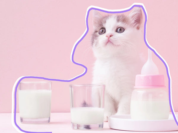 How to Train Kittens to Use the Litter Box