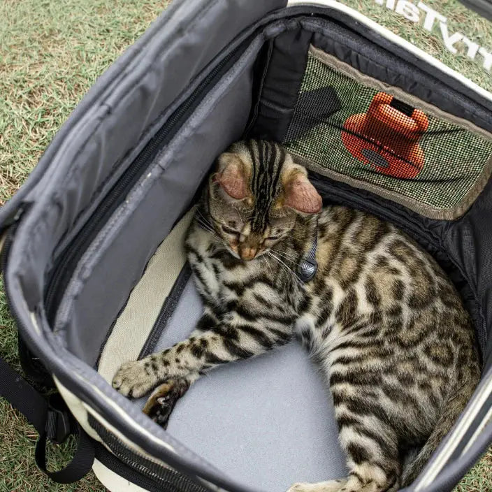 Protect Your Feline Friend: How to Prevent Tick Bites in Cats