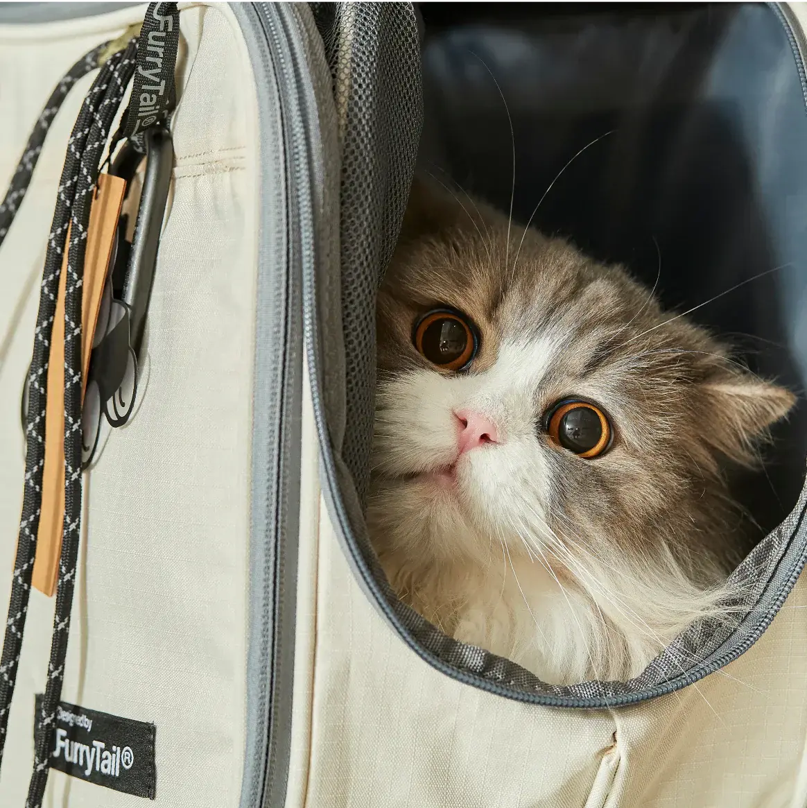 FurryTail’s Feline Festive Cat Care Quiz: Should they stay or should they go?