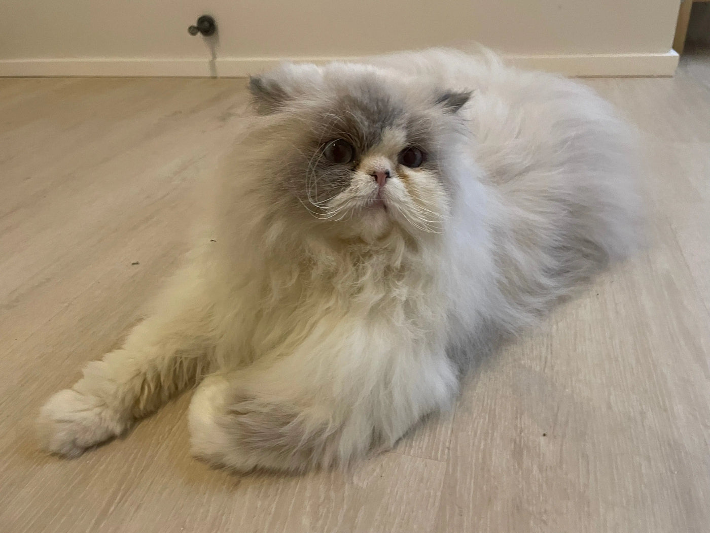How To Get Your Cat To Drink More Water  - Featuring Creamy