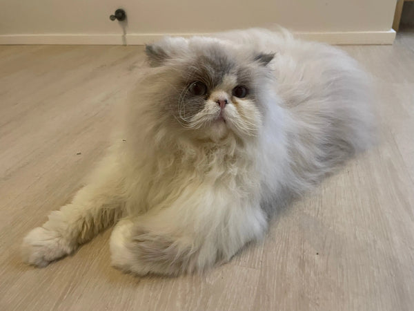 How To Get Your Cat To Drink More Water  - Featuring Creamy