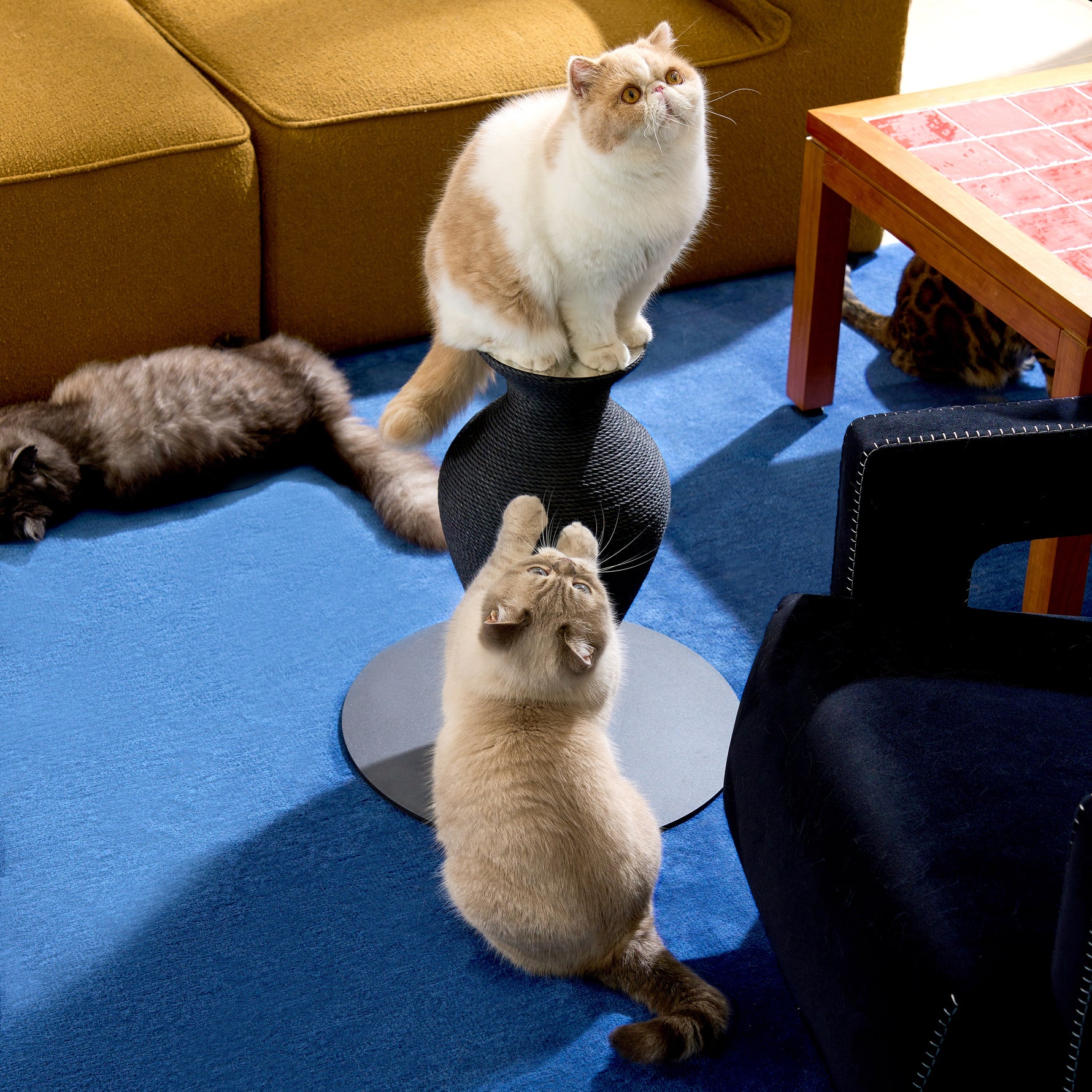 Belly Vase Scratcher Black