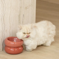 2-in-1 Elevated Glass Cat Bowl