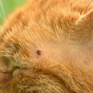 Itching to Know? Feline Flea Facts