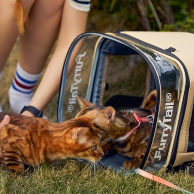 Our Feline Focus Group